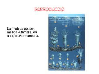 REPRODUCCIÓ



La medusa pot ser
mascle o famella, és
a dir, és Hermafrodita.
 