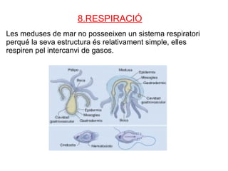 8.RESPIRACIÓ
Les meduses de mar no posseeixen un sistema respiratori
perqué la seva estructura és relativament simple, elles
respiren pel intercanvi de gasos.
 