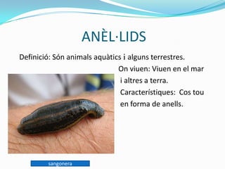 ANÈL·LIDS
Definició: Són animals aquàtics i alguns terrestres.
On viuen: Viuen en el mar
i altres a terra.
Característiques: Cos tou
en forma de anells.
sangonera
 