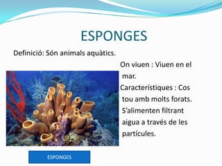 ESPONGES
Definició: Són animals aquàtics.
On viuen : Viuen en el
mar.
Característiques : Cos
tou amb molts forats.
S’alimenten filtrant
aigua a través de les
partícules.
ESPONGES
 