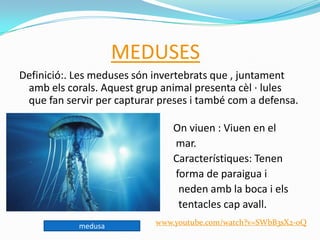 MEDUSES
Definició:. Les meduses són invertebrats que , juntament
amb els corals. Aquest grup animal presenta cèl · lules
que fan servir per capturar preses i també com a defensa.
On viuen : Viuen en el
mar.
Característiques: Tenen
forma de paraigua i
neden amb la boca i els
tentacles cap avall.
medusa www.youtube.com/watch?v=SWbB3sX2-0Q
 