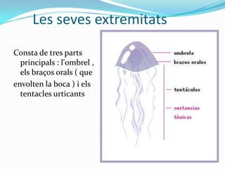 Les seves extremitats
Consta de tres parts
principals : l'ombrel ,
els braços orals ( que
envolten la boca ) i els
tentacles urticants
 