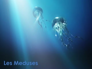 Les Meduses

 