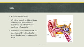 Kõrv
 Kõrv on kuulmiselund.
 Kõrvalest suunab helid keskkõrva.
Sealt liiguvad helid sisekõrva.
Sisekõrvas olevad närvirakud
saadavad info peaajju.
 Sisekõrvas on tasakaaluelund. Aju
saab ka sisekõrvast infot selle
kohta, kas keha on tasakaalus või
mitte.
Mari Kauber
 