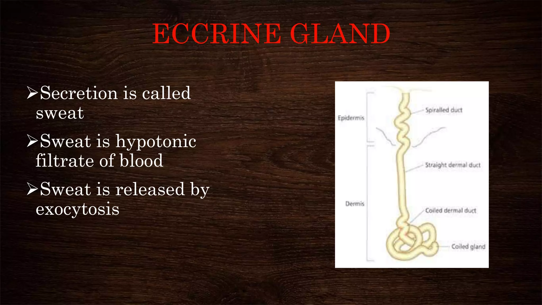 ECCRINE GLAND
Secretion is called
sweat
Sweat is hypotonic
filtrate of blood
Sweat is released by
exocytosis
 