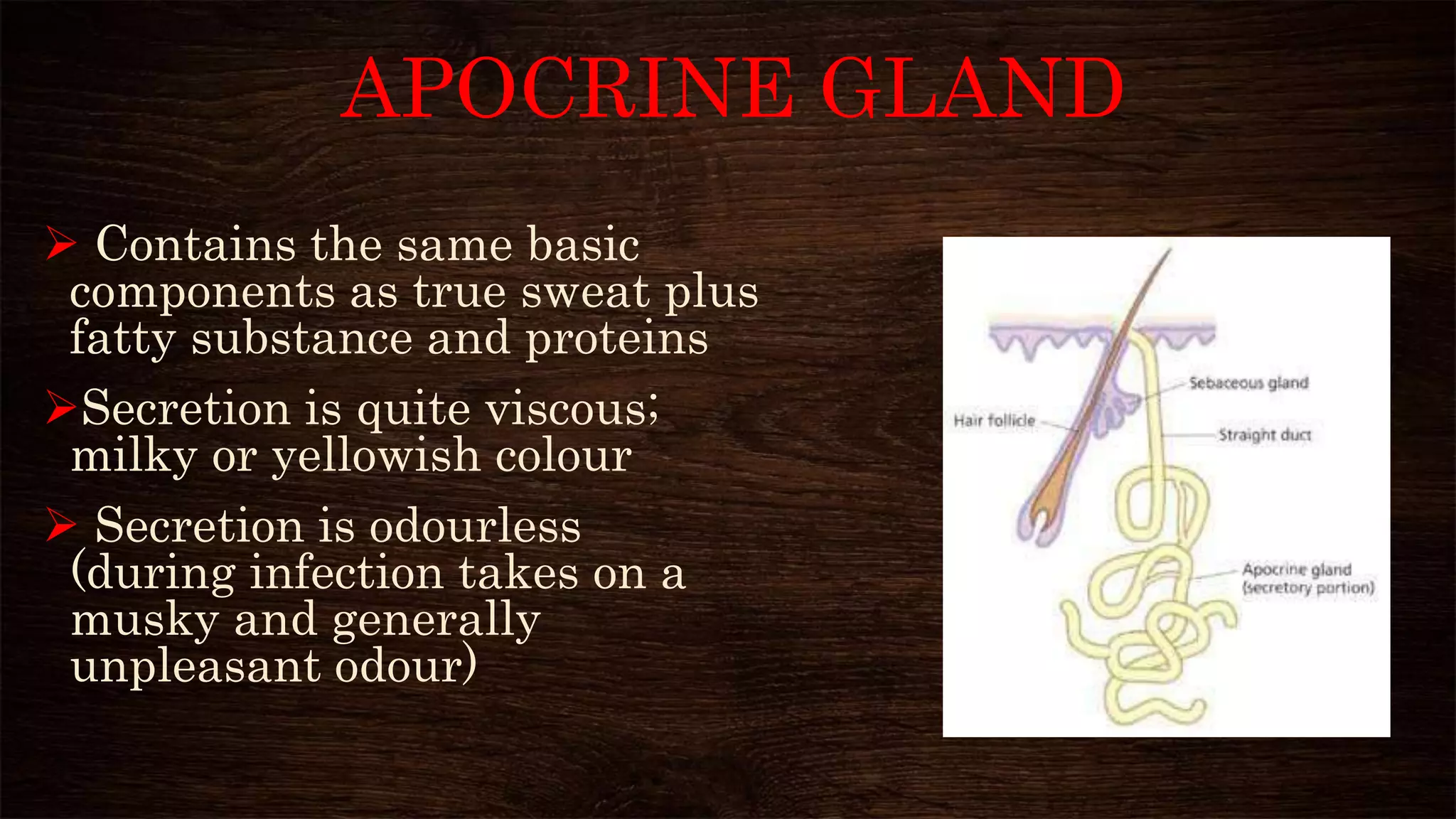APOCRINE GLAND
 Contains the same basic
components as true sweat plus
fatty substance and proteins
Secretion is quite viscous;
milky or yellowish colour
 Secretion is odourless
(during infection takes on a
musky and generally
unpleasant odour)
 