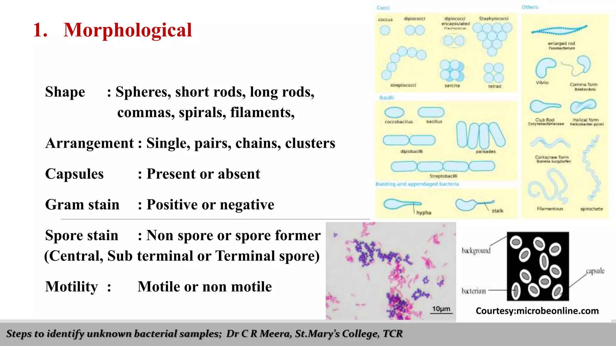 Steps to identify unknown bacterial samples; Dr C R Meera, St.Mary’s College, TCR
1. Morphological
Shape : Spheres, short rods, long rods,
commas, spirals, filaments,
Arrangement : Single, pairs, chains, clusters
Capsules : Present or absent
Gram stain : Positive or negative
Spore stain : Non spore or spore former
(Central, Sub terminal or Terminal spore)
Motility : Motile or non motile
Courtesy:microbeonline.com
 