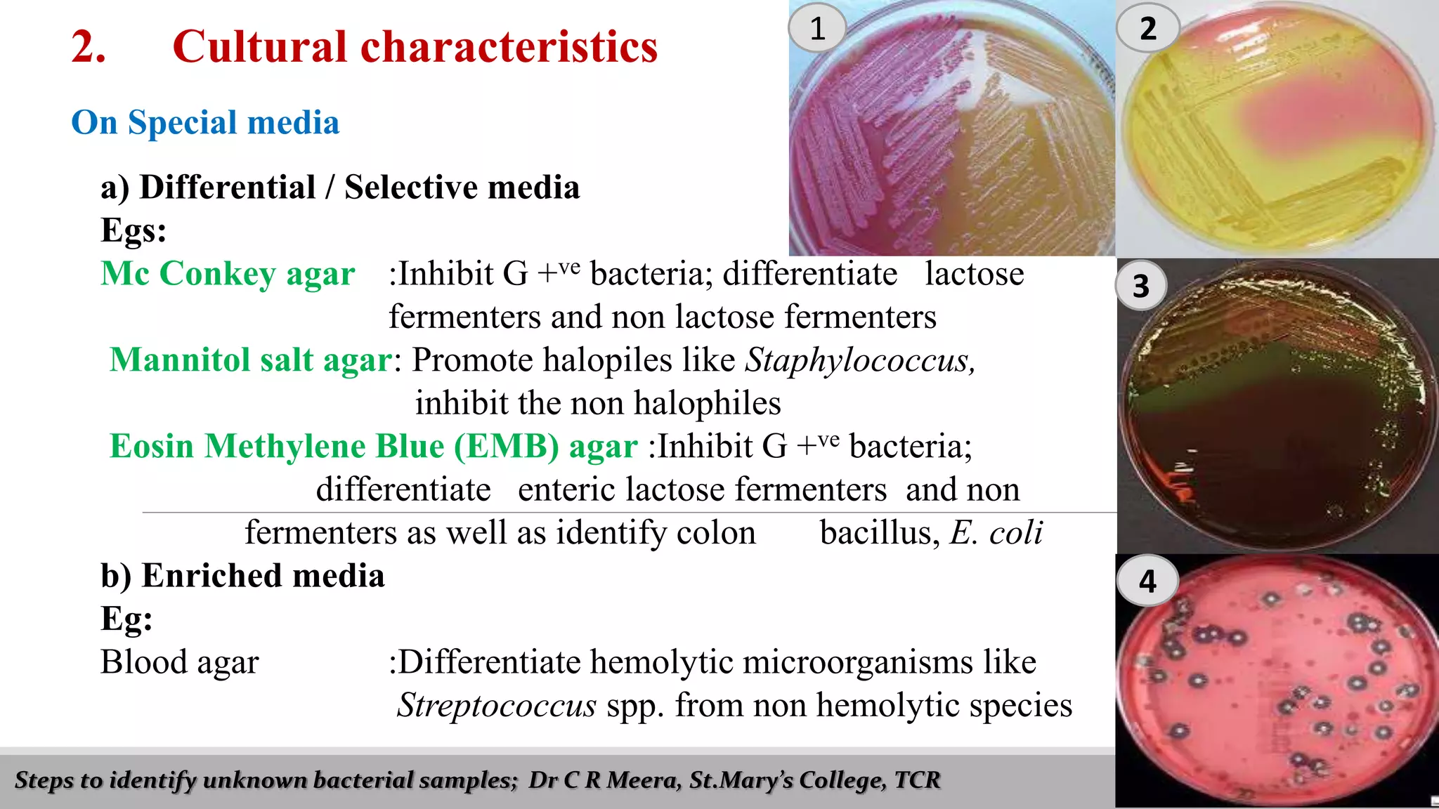 Steps to identify unknown bacterial samples; Dr C R Meera, St.Mary’s College, TCR
2. Cultural characteristics
On Special media
a) Differential / Selective media
Egs:
Mc Conkey agar :Inhibit G +ve bacteria; differentiate lactose
fermenters and non lactose fermenters
Mannitol salt agar: Promote halopiles like Staphylococcus,
inhibit the non halophiles
Eosin Methylene Blue (EMB) agar :Inhibit G +ve bacteria;
differentiate enteric lactose fermenters and non
fermenters as well as identify colon bacillus, E. coli
b) Enriched media
Eg:
Blood agar :Differentiate hemolytic microorganisms like
Streptococcus spp. from non hemolytic species
1 2
3
4
 
