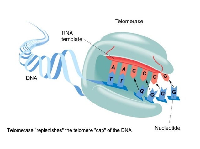 Replication of the Ends of Eukaryotic Chromosome - Role of Telomerase
