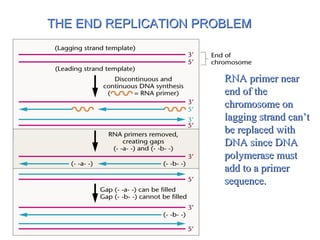 THE END REPLICATION PROBLEMTHE END REPLICATION PROBLEM
RNA primer nearRNA primer near
end of theend of the
chromosome onchromosome on
lagging strand can’tlagging strand can’t
be replaced withbe replaced with
DNA since DNADNA since DNA
polymerase mustpolymerase must
add to a primeradd to a primer
sequence.sequence.
 