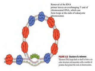 Removal of the RNARemoval of the RNA
primer leaves an overhanging 3' end ofprimer leaves an overhanging 3' end of
chromosomal DNA, which canchromosomal DNA, which can
form loops at the ends of eukaryoticform loops at the ends of eukaryotic
chromosomeschromosomes
 