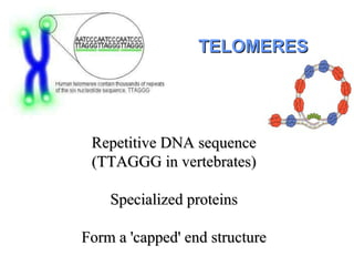 • Telomere specific proteins, eg. TRF1 & TRF2Telomere specific proteins, eg. TRF1 & TRF2
bind to the repeat sequence and p...