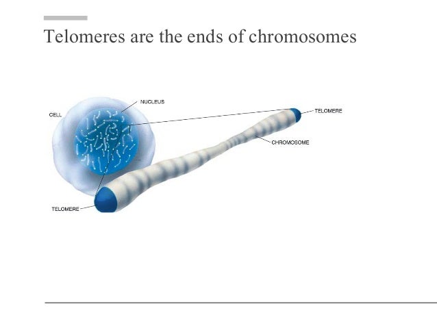 Replication Of The Ends Of Eukaryotic Chromosome Role Of Telomerase