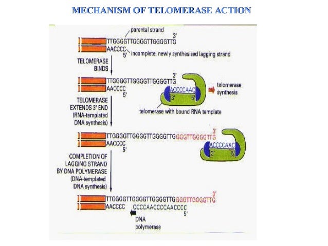 Mechanism Design Online Mechanism Design Online