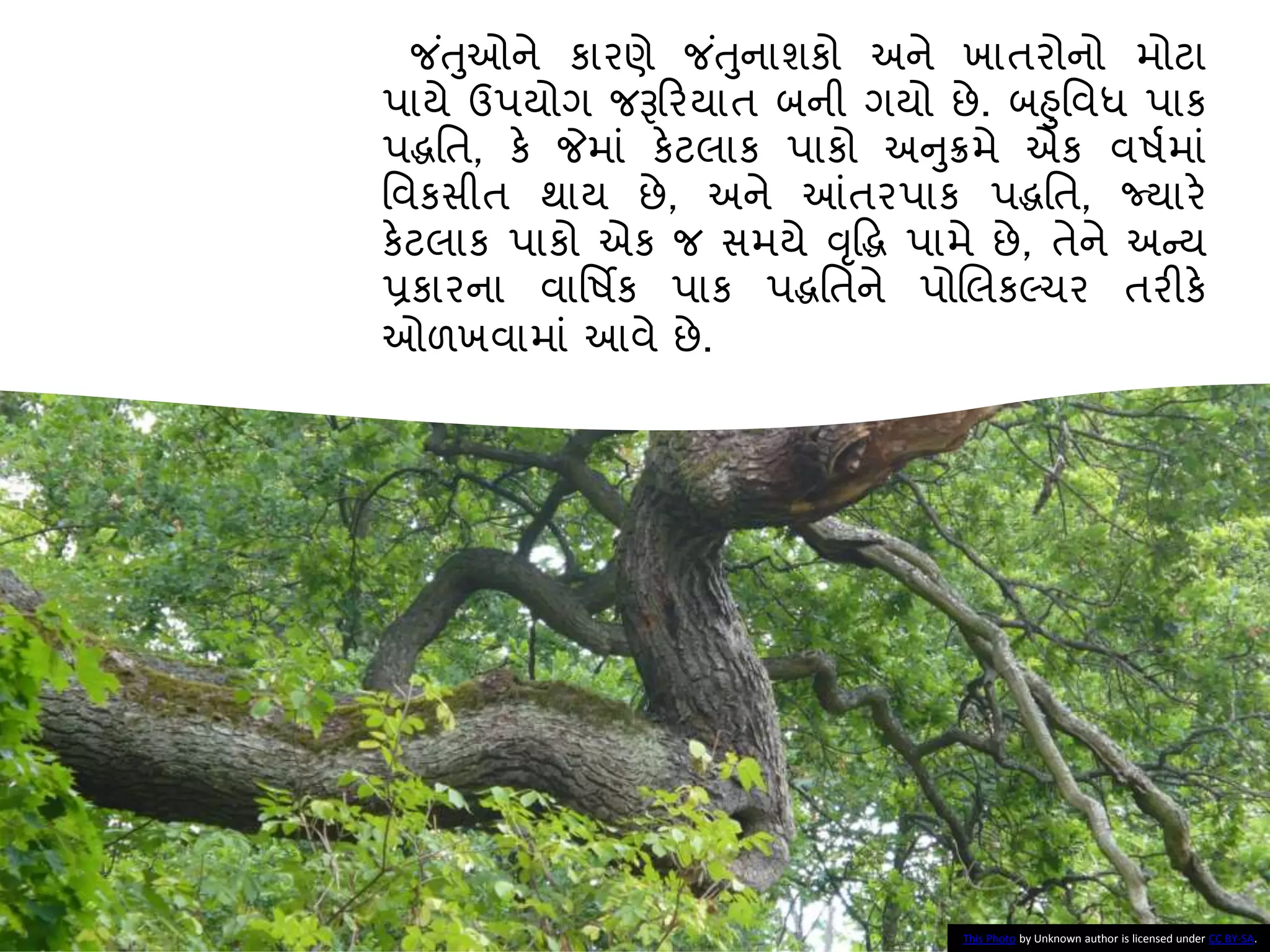 જ ાંતુઓને કારણે જ ાંતુનાશકો અને ખાતરોનો મોટા
પાયે ઉપયોગ જરૂકરયાત િની ગયો છે. િહુનવધ પાક
પદ્ધનત, કે જેમાાં કેટલાક પાકો અનુક્રમે એક વષામાાં
નવકસીત થાય છે, અને આંતરપાક પદ્ધનત, જ્યારે
કેટલાક પાકો એક જ સમયે વૃદ્ધદ્ધ પામે છે, તેને અન્ય
પ્રકારના વાનષિક પાક પદ્ધનતને પોબલકલ્ચર તરીકે
ઓળખવામાાં આવે છે.
This Photo by Unknown author is licensed under CC BY-SA.
 