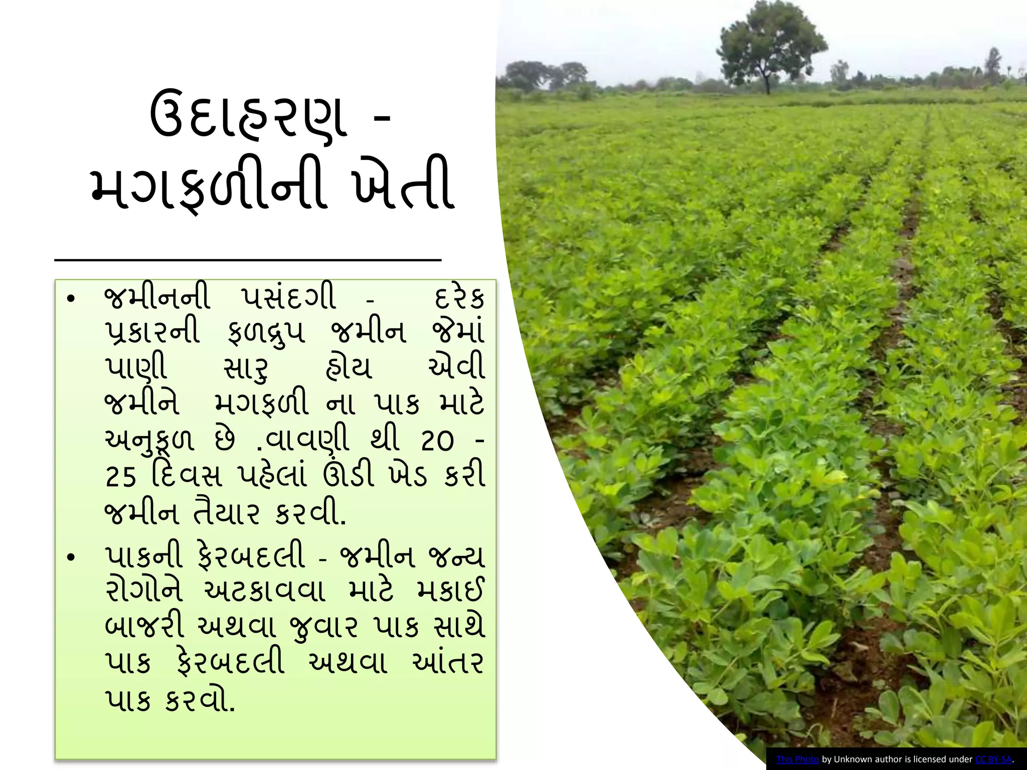 ઉદાહરણ -
મગફળીની ખેતી
• જમીનની પસાંદગી - દરેક
પ્રકારની ફળદ્ર ુપ જમીન જેમાાં
પાણી સારુ હોય એવી
જમીને મગફળી ના પાક માટે
અનુકૂળ છે .વાવણી થી 20 -
25 કદવસ પહેલાાં ઊંડી ખેડ કરી
જમીન તૈયાર કરવી.
• પાકની ફેરિદલી - જમીન જન્ય
રોગોને અટકાવવા માટે મકાઈ
િાજરી અથવા જુવાર પાક સાથે
પાક ફેરિદલી અથવા આંતર
પાક કરવો.
This Photo by Unknown author is licensed under CC BY-SA.
 