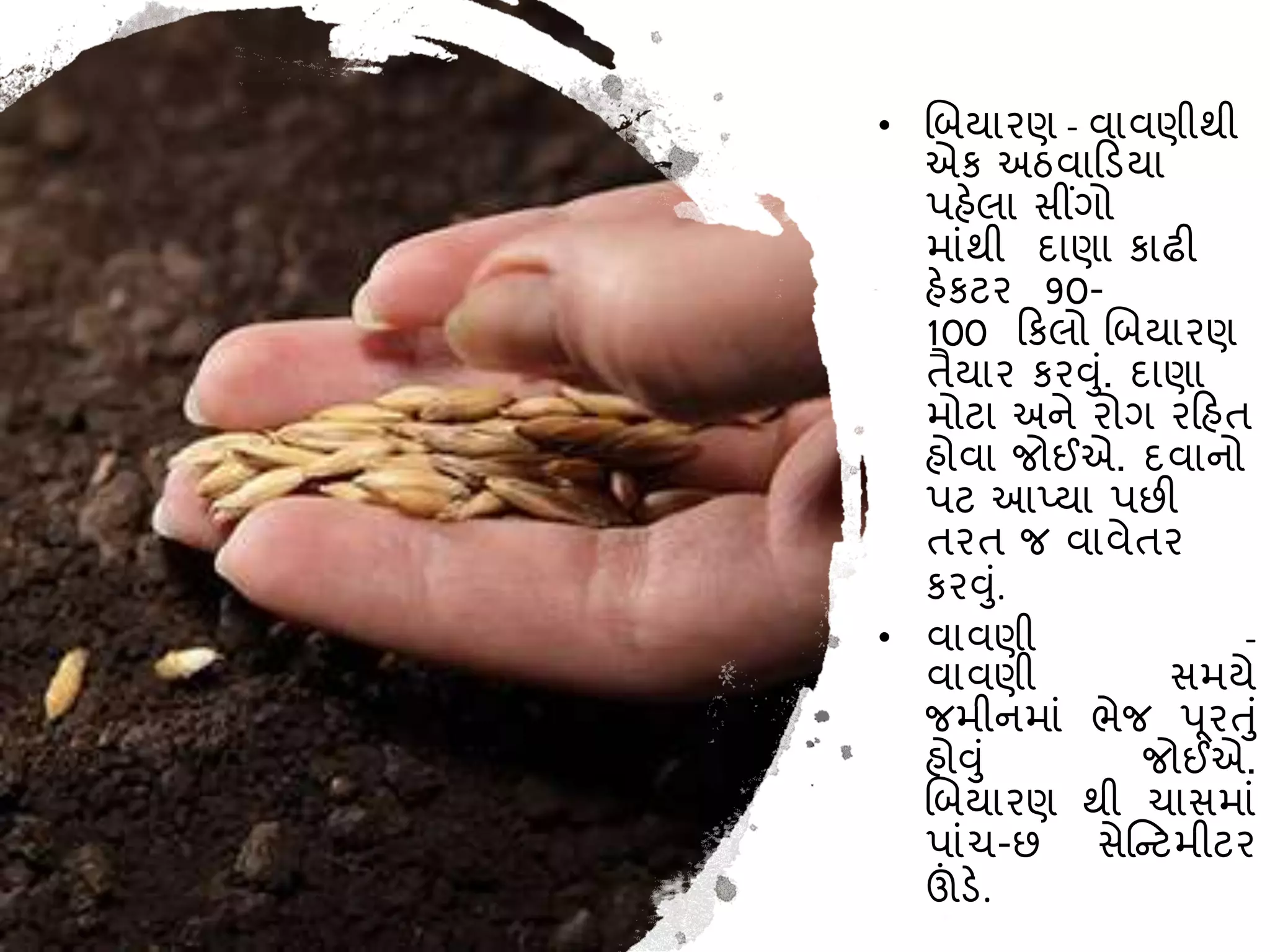• બિયારણ - વાવણીથી
એક અઠવાકડયા
પહેલા સીંગો
માાંથી દાણા કાઢી
હેકટર 90-
100 કકલો બિયારણ
તૈયાર કરવુાં. દાણા
મોટા અને રોગ રકહત
હોવા જોઈએ. દવાનો
પટ આપ્યા પછી
તરત જ વાવેતર
કરવુાં.
• વાવણી -
વાવણી સમયે
જમીનમાાં ભેજ પૂરતુાં
હોવુાં જોઈએ.
બિયારણ થી ચાસમાાં
પાાંચ-છ સેષ્ન્ટમીટર
ઊંડે.
 