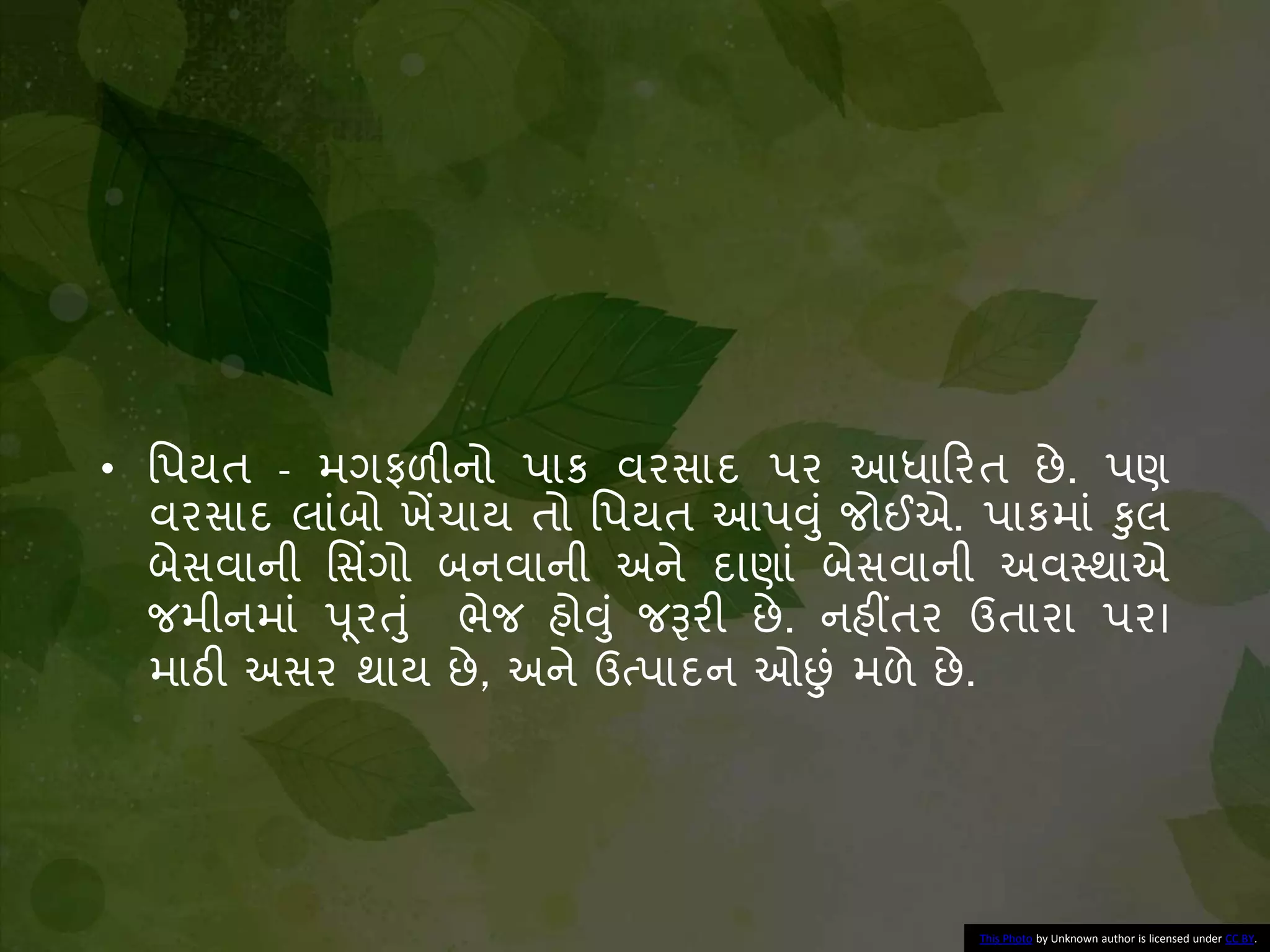 • નપયત - મગફળીનો પાક વરસાદ પર આધાકરત છે. પણ
વરસાદ લાાંિો ખેંચાય તો નપયત આપવુાં જોઈએ. પાકમાાં કુલ
િેસવાની નસિંગો િનવાની અને દાણાાં િેસવાની અવસ્થાએ
જમીનમાાં પૂરતુાં ભેજ હોવુાં જરૂરી છે. નહીંતર ઉતારા પર।
માઠી અસર થાય છે, અને ઉત્પાદન ઓછાં મળે છે.
This Photo by Unknown author is licensed under CC BY.
 