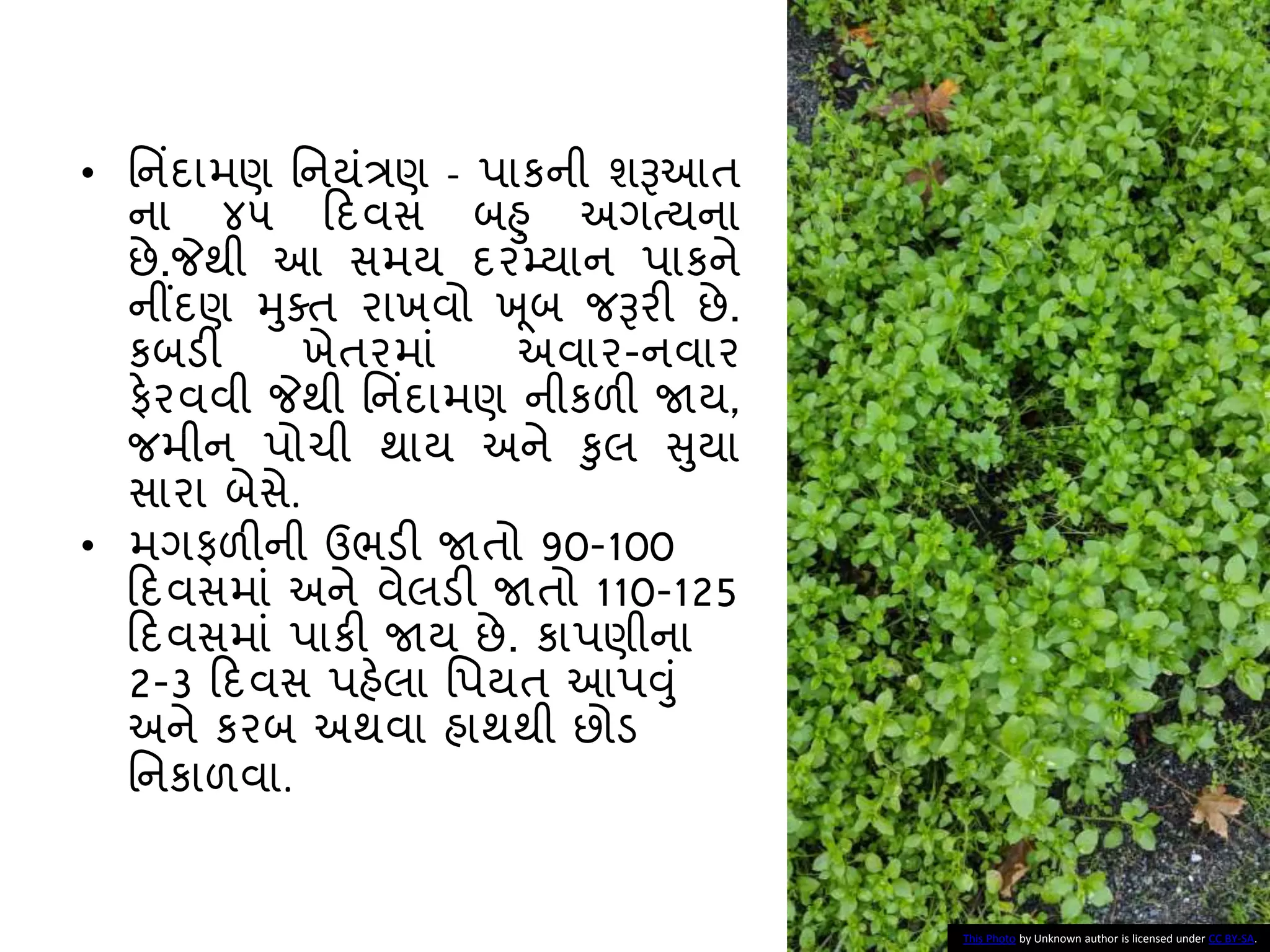 • નનિંદામણ નનયાંત્રણ - પાકની શરૂઆત
ના ૪૫ કદવસ િહુ અગત્યના
છે.જેથી આ સમય દરમ્યાન પાકને
નીંદણ મુક્ત રાખવો ખ ૂિ જરૂરી છે.
કિડી ખેતરમાાં અવાર-નવાર
ફેરવવી જેથી નનિંદામણ નીકળી જાય,
જમીન પોચી થાય અને કુલ સુયા
સારા િેસે.
• મગફળીની ઉભડી જાતો 90-100
કદવસમાાં અને વેલડી જાતો 110-125
કદવસમાાં પાકી જાય છે. કાપણીના
2-3 કદવસ પહેલા નપયત આપવુાં
અને કરિ અથવા હાથથી છોડ
નનકાળવા.
This Photo by Unknown author is licensed under CC BY-SA.
 