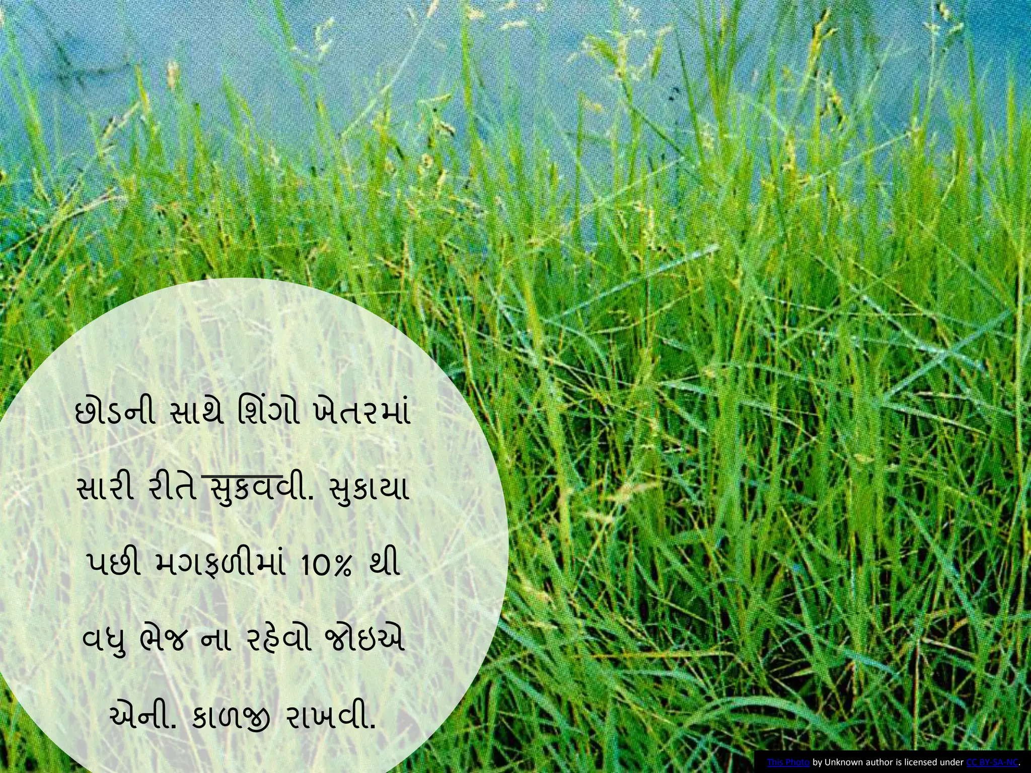 છોડની સાથે નશિંગો ખેતરમાાં
સારી રીતે સુકવવી. સુકાયા
પછી મગફળીમાાં 10% થી
વધુ ભેજ ના રહેવો જોઇએ
એની. કાળજી રાખવી.
This Photo by Unknown author is licensed under CC BY-SA-NC.
 