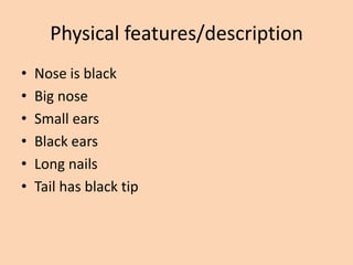 Physical features/descriptionNose is blackBig noseSmall earsBlack earsLong nailsTail has black tip