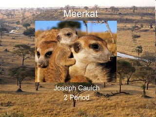 Meerkat Joseph Cauich 2 Period Meerkat 