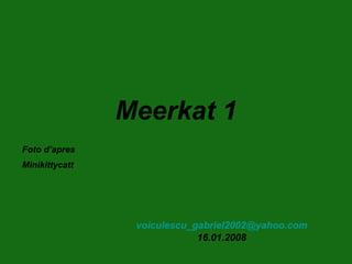Meerkat 1 [email_address] 16.01.2008 Foto d’apres Minikittycatt 
