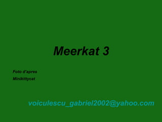 Meerkat 3 [email_address] Foto d’apres Minikittycat 