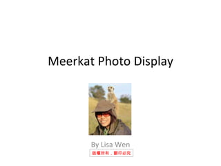 Meerkat Photo Display By Lisa Wen 版權所有，翻印必究 