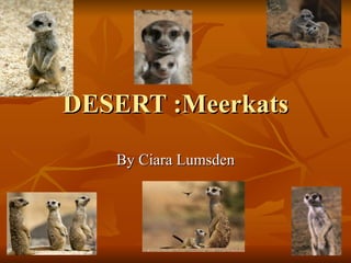 DESERT :Meerkats By Ciara Lumsden 