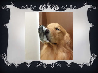 Meet Bob... and his "Siblings"