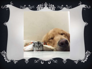 Meet Bob... and his "Siblings"