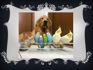 Meet Bob... and his "Siblings"