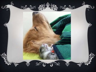 Meet Bob... and his "Siblings"