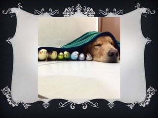 Meet Bob... and his "Siblings"