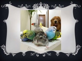 Meet Bob... and his "Siblings"