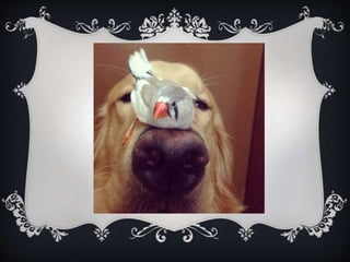 Meet Bob... and his "Siblings"