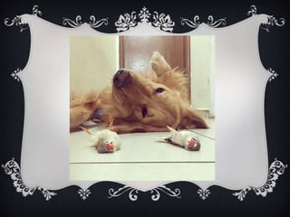 Meet Bob... and his "Siblings"