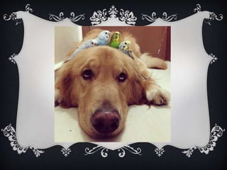 Meet Bob... and his "Siblings"