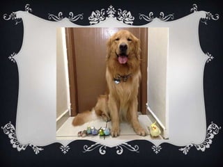 Meet Bob... and his "Siblings"