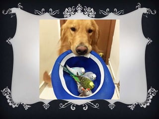 Meet Bob... and his "Siblings"