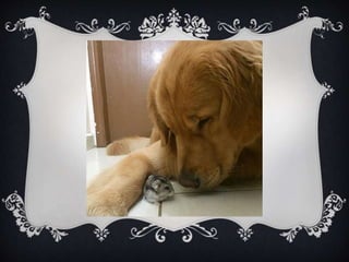 Meet Bob... and his "Siblings"