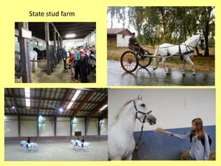 State stud farm
 