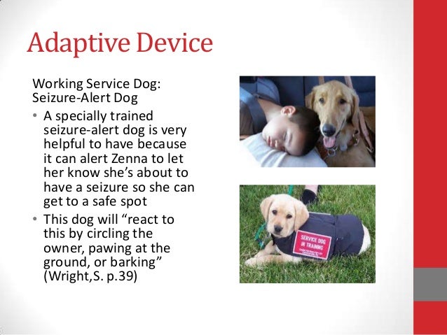 Grand Mal Seizure Video Dog Grand Mal Seizure Video Dog
