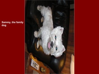 Sammy, the family dog 
