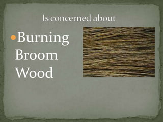 Burning
Broom
Wood
 