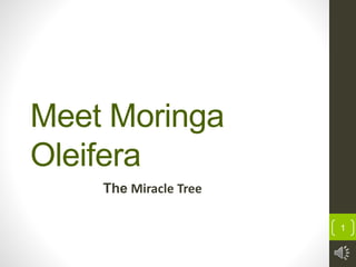 Meet Moringa
Oleifera
The Miracle Tree
1
 