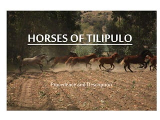 HORSES OF TILIPULO
Procedence and Description
 