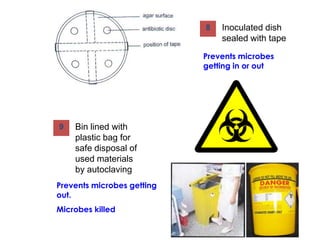 Microbiological techniques12345Aberdeen UniversityLab coat to protect clothingMicrobes not carried outHands washed before & after, gloves wornMicrobes not carried outSmooth, non-absorbent work surface (plastic) cleaned with disinfectant before & afterSterile petri dishes of nutrient agar readyAutoclave / pressure cooker to sterilise glassware (>120oC, 20min)Less chance of unwanted microbes getting in (contamination)Microbes killedMicrobes killed