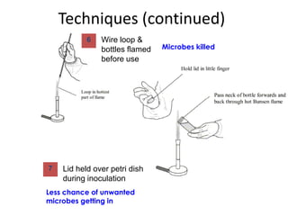  sometimes +protein, vitaminsThis is poured into a petri dish.ContaminationIs when unwanted, possibly harmful microbes grow. You don’t want this to happen.